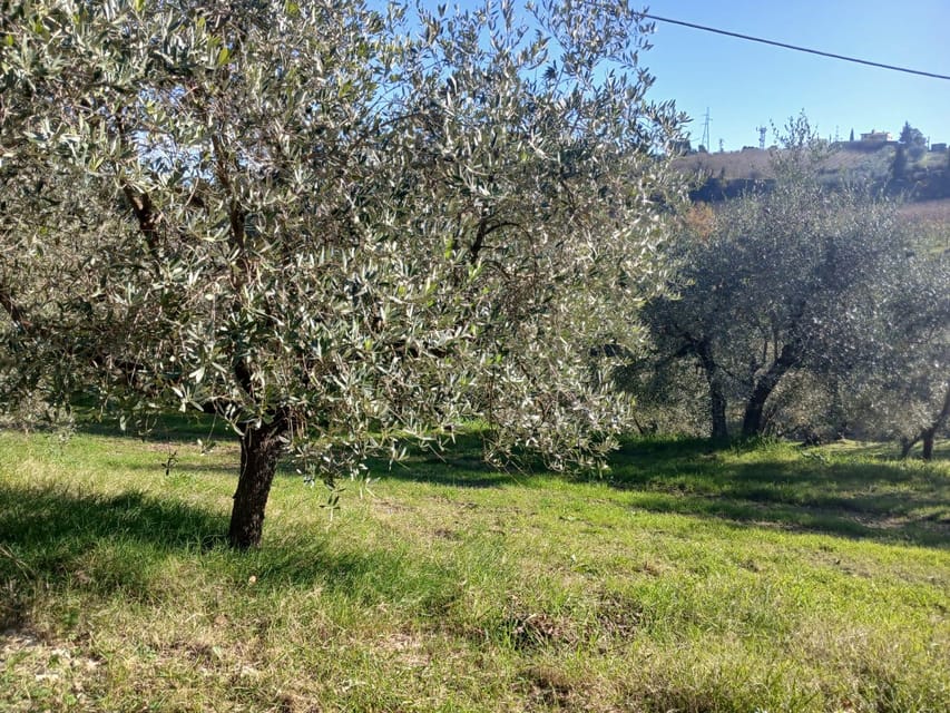 San Gimignano: Winery Visit with Picnic in Olive Grove - How the two-hour timeline usually feels in real life