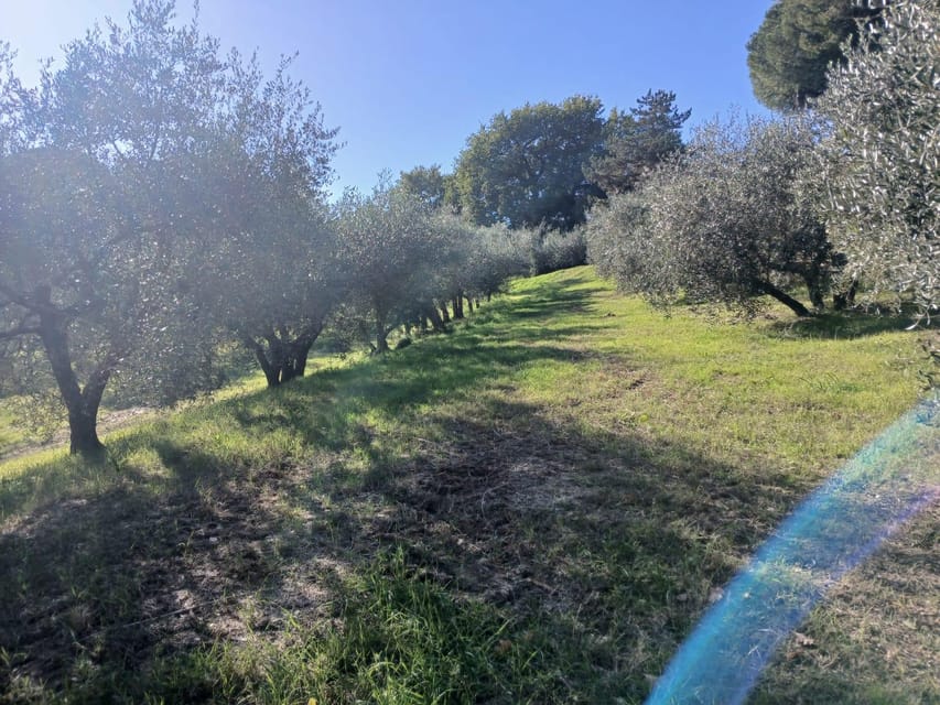 San Gimignano: Winery Visit with Picnic in Olive Grove - Price and value: what $59 buys you in this setting