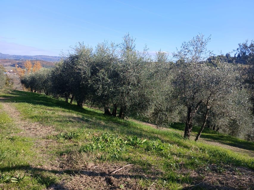 San Gimignano: Winery Visit with Picnic in Olive Grove - A few practical tips to get the most from your picnic