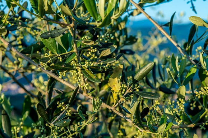 Sant'Ambrogio Market Food Tour with Tastings led by a local Chef - Chianti pairing with tomato bruschetta (and real olive oil flavor)