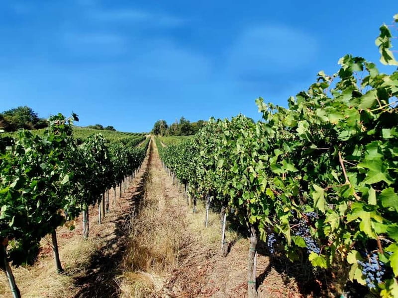 Scandicci: Bellavista Wine Tasting Experience - Key things to know before you go