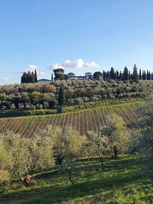Scandicci: Bellavista Wine Tasting Experience - Where Bellavista’s wine and olive oil story actually begins