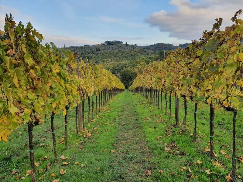 Scandicci: Bellavista Wine Tasting Experience - Olive grove insight and EVOO on Tuscan bread