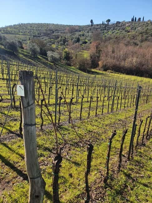 Scandicci: Bellavista Wine Tasting Experience - The cellar tour: terracotta jars, barrel aging, and what’s happening behind the scenes