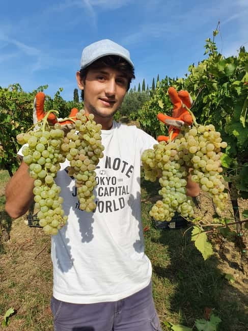 Scandicci: Bellavista Wine Tasting Experience - Historic Vinsantaia: dried grapes, small barrels, and patience you can feel