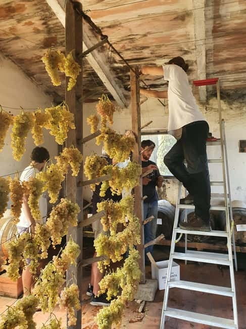 Scandicci: Bellavista Wine Tasting Experience - Who this tour suits best (and who might want a different plan)