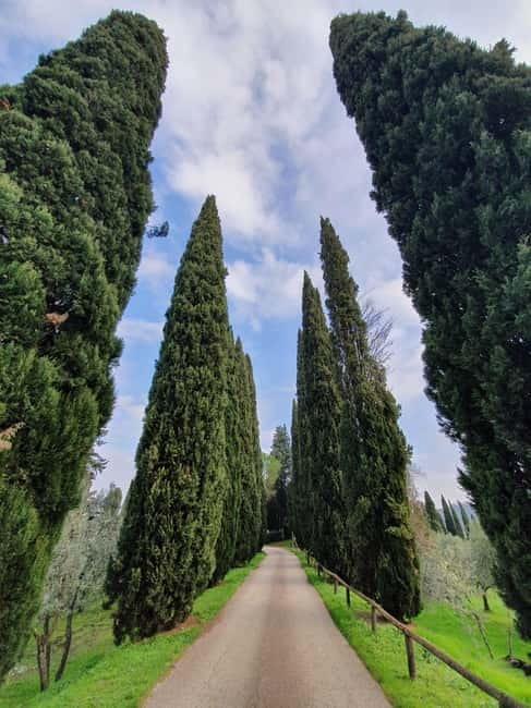 Scandicci: Bellavista Wine Tasting Experience - The vineyard walk: Sangiovese vines and terroir talk you can taste