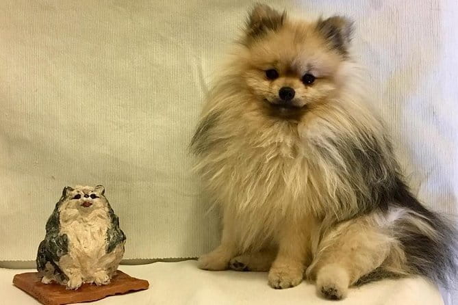 Sculpt to Florentine Pet - Key highlights to know before you go