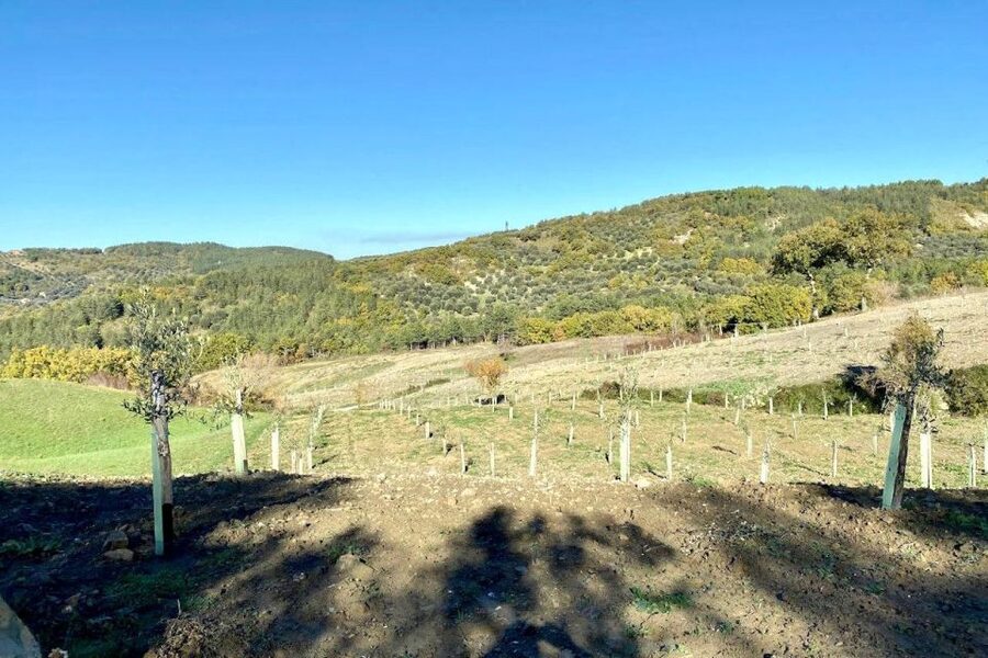 Seggiano: Typical Tuscan Farm Tour with Olive Oil Tasting - The guide matters: why Elena/Helena’s explanations make the difference