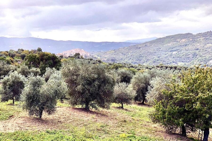 Seggiano: Typical Tuscan Farm Tour with Olive Oil Tasting - Walking the olive groves: what “biological” actually means in the real world