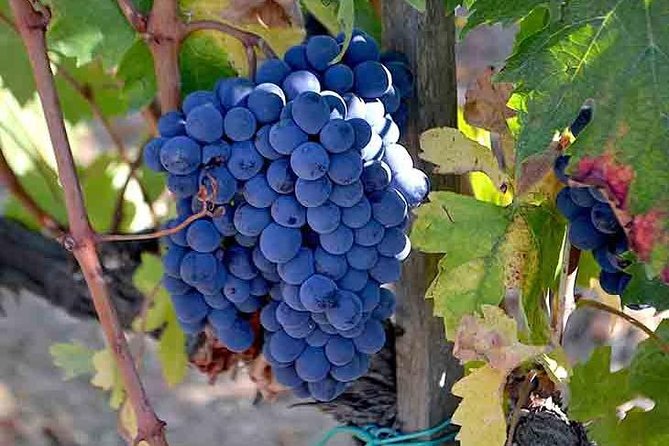 Small-Group Brunello Wine Tour of Montalcino from Florence - Stop One in Montalcino: Cellar Secrets, Then Rosso to Riserva