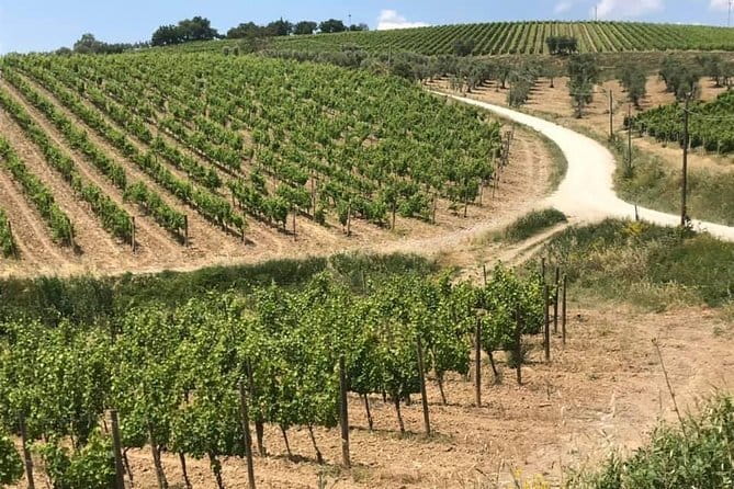 Small group Chianti-side wine tour with Mercedes V class Van - Who should book this Chianti tour (and who might not)