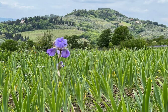 SMALL GROUP Chianti Tradition wine tour (max 8 pp) - Start at GRAPE TOURS in Florence (and Why That Helps)
