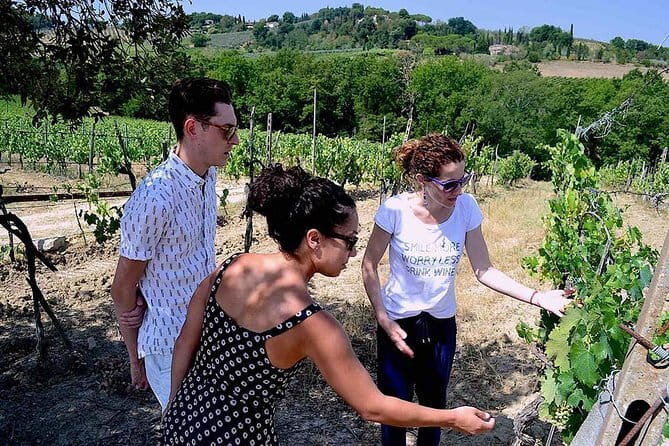 Small-Group Vernaccia di San Gimignano Wine Tour - White and Red Wines - A 7-Hour Wine Day That Starts in Florence and Ends Right Back There
