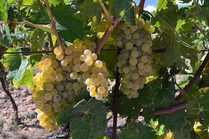 Small-Group Vernaccia di San Gimignano Wine Tour - White and Red Wines - Stop 2: San Gimignano in About One Hour (and How to Use It)