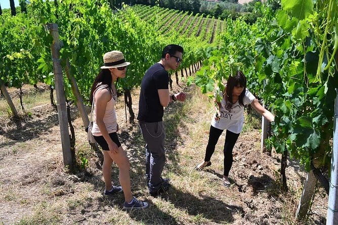 Small-Group Vernaccia di San Gimignano Wine Tour - White and Red Wines - Price and What You’re Really Buying for $342.07