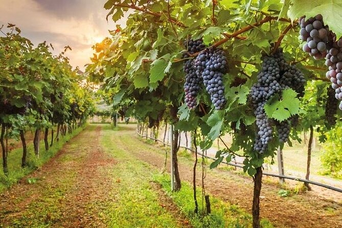 Special Chianti Afternoon Wine Tour from Florence - Two wineries in the Chianti hills: how the visits are structured