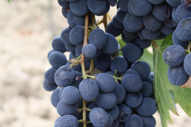 Super Tuscan & IGT wines, Evo Oil & Balsamic Vinegar Tasting - EVO Oil and Balsamic Vinegar: The Pairing Lesson You Didn’t Know You Needed