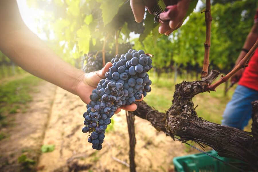 Taste Chianti, Montalcino & Montepulciano – Minivan Day Tour - The 8:25 AM start: meeting at Caffè Gilli and riding in style