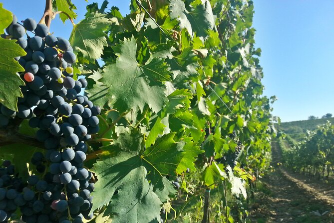 The best of Chianti Classico Wine Private Tour with Dinner in a boutique Estate - Quick hits before you go