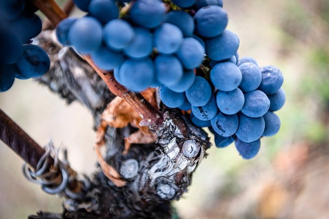 Tour and Tasting at an Organic Winery in the Heart of Chianti Classico Area - Francesco’s approach: a tasting lesson you can use later