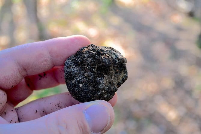 Truffle Hunting Experience with Lunch in San Miniato - Stop at Fattoria Collebrunacchi: How the Farm Setting Shapes the Day