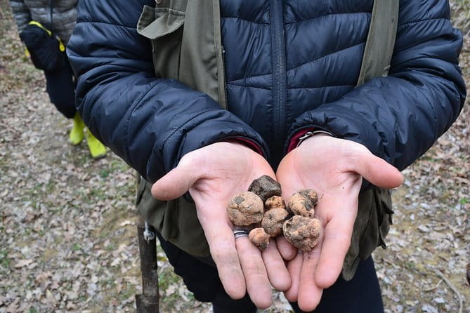 Truffle Hunting Experience with Lunch in San Miniato - The Lunch: Bruschetta, Tagliolino al Tartufo, and Dessert With Truffle Flavor