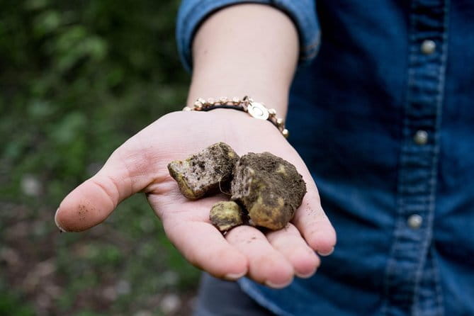 Truffle hunting + gourmet tasting (transfer included) - Price and value for Florence: why $439.75 can make sense