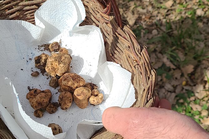 Truffle Hunting in Chianti, pasta class and lunch - Key highlights you’ll actually care about