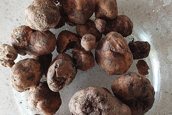 Truffle Hunting in Chianti, pasta class and lunch - Truffle Hunting in Chianti: dog-led “black gold” in the Tuscan woods