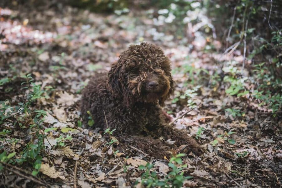 Truffle Hunting in San Gimignano - Timing: A Two-Hour Experience With About 1.5 Hours in the Woods
