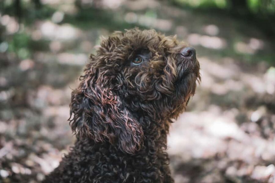 Truffle Hunting in San Gimignano - Watching Cuba and Tita Work: Why Dog-Led Hunting Feels Special