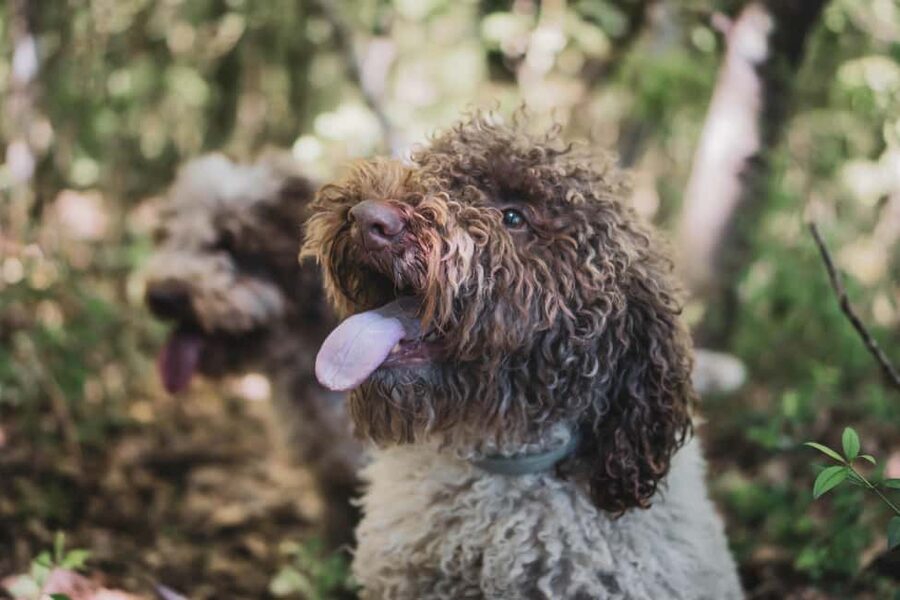 Truffle Hunting in San Gimignano - Language: English and Italian, Without Feeling Lost