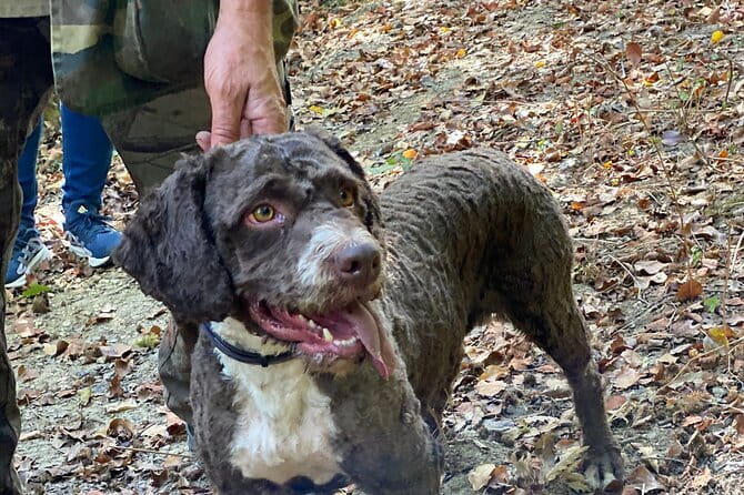 Truffle Hunting in Tuscany (private tour) - Oak and chestnut woods: how the truffle hunt really works