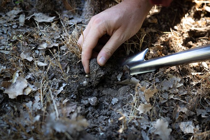 Truffle Hunting & Truffle Cooking Class - Truffle hunting: dogs, searching, and learning the real mechanics