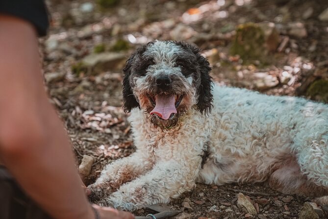 Truffle Hunting Tuscany Siena - Key highlights