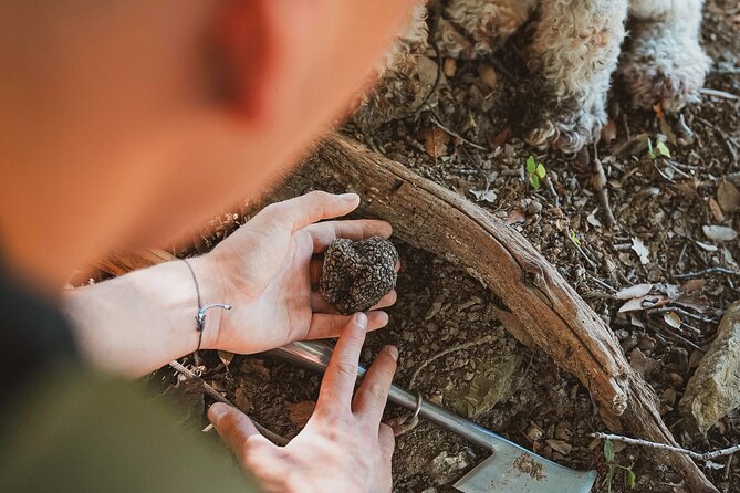 Truffle Hunting Tuscany Siena - Truffle hunting near Siena: why this is a hands-on Tuscan day