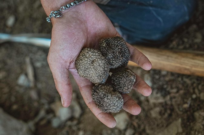 Truffle Hunting Tuscany Siena - The truffles themselves: what you’ll keep and why it’s the best part