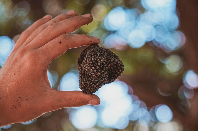 Truffle Hunting Tuscany Siena - Price and value: what $132.17 buys you (and what you get beyond the price)