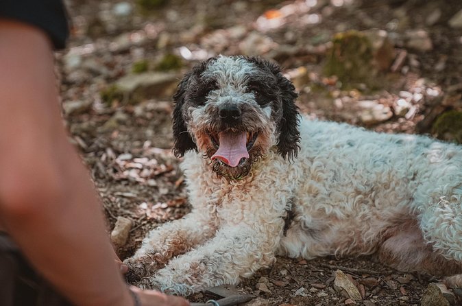 Truffle Hunting Tuscany Siena - Group size, language, and who this suits best