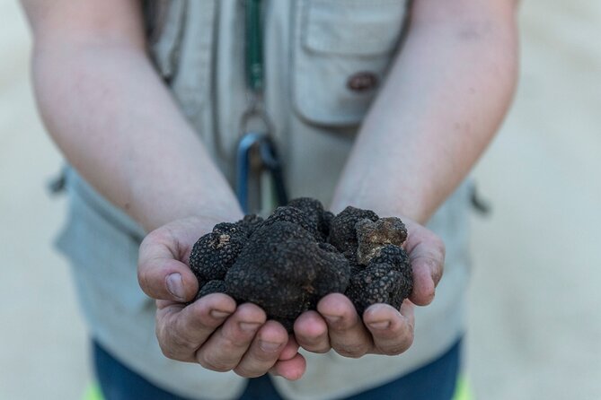 Truffle Lunch & Hunting Experience in San Gimignano - Key highlights worth your attention