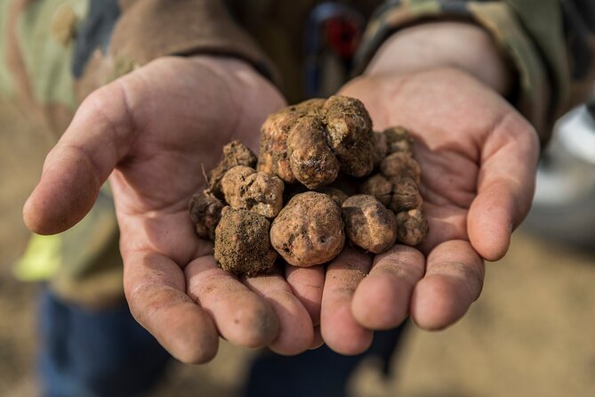 Truffle Lunch & Hunting Experience in San Gimignano - Value and Pricing: What $233.66 Covers (and Why It Might Feel Worth It)