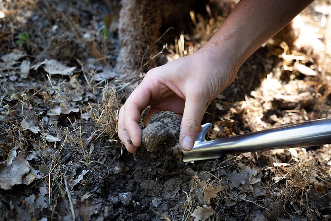 Truffle Lunch & Hunting Experience in San Gimignano - Should You Book This Truffle Lunch & Hunting Experience?