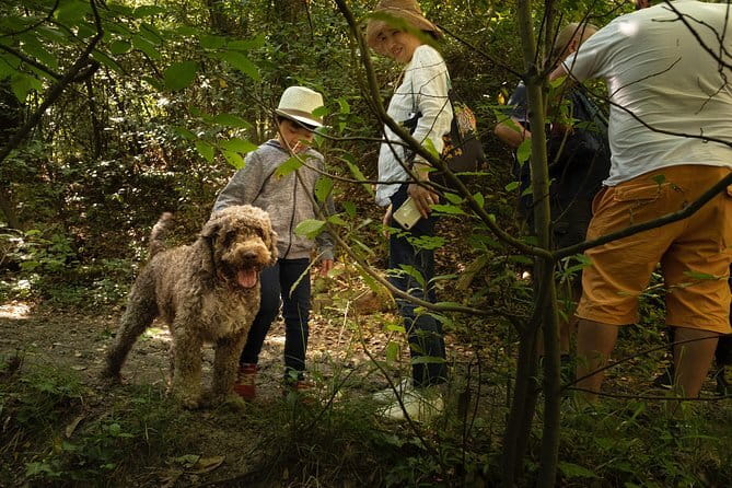 Truffle Picking Experience with 3 Course Meal in Chianti hills - Key Highlights You’ll Care About