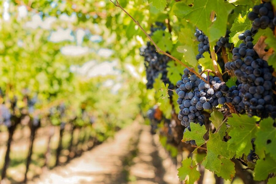 Tuscany: Chianti Wine Paradise Tour - How the Day Flows: Pickup, Chianti Hills Roads, and the Pace