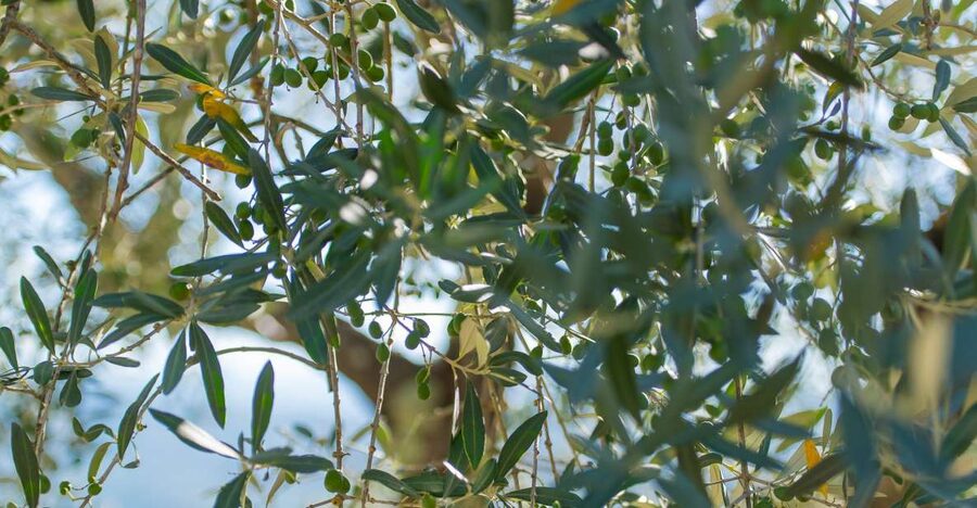 Tuscany: Leonardo da Vinci – Oil and Wine Discovery Tour - Olive oil tasting in a typical Tuscan restaurant