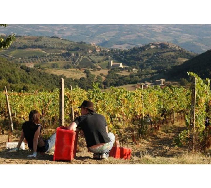 Tuscany: Montalcino Dinner at San Gimignano Winery - The Vineyard Experience: Gorgeous Views, But Not a Full Estate Tour