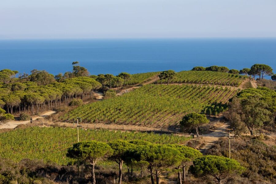 Tuscany: Ripalte Design Winery Wine and Cheese Tasting Tour - Key things that make this tour worth your time