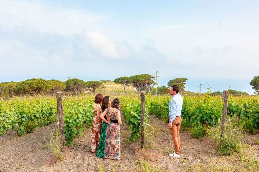 Tuscany: Ripalte Design Winery Wine and Cheese Tasting Tour - First Steps at Tenuta delle Ripalte in Capoliveri