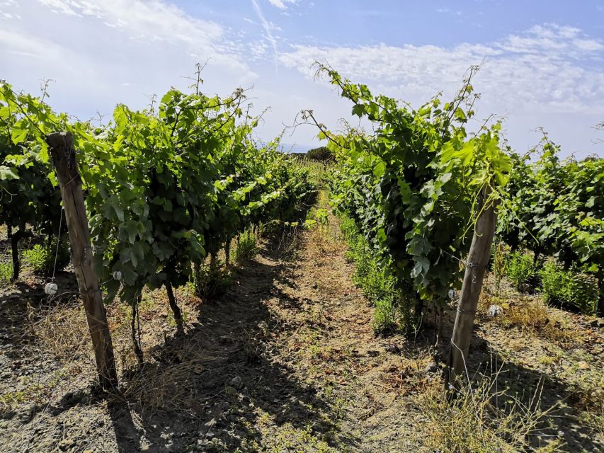 Tuscany: Ripalte Design Winery Wine and Cheese Tasting Tour - Two hours well spent: timing, rain or shine, and what to bring